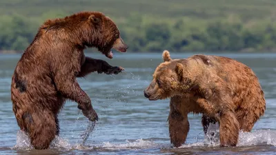 два бурых медведя обнимаются перед рекой, медведь объятия картинки фон  картинки и Фото для бесплатной загрузки