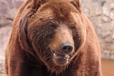 Фотография медведя гризли крупным планом · Бесплатные стоковые фото
