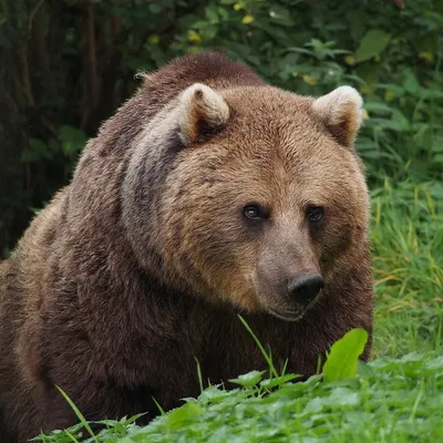 портрет медведя в лесу стоковое изображение. изображение насчитывающей  тайга - 219749131