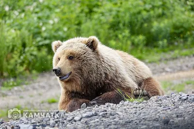 День медведя на Камчатке. Фотоподборка – ИА Камчатка