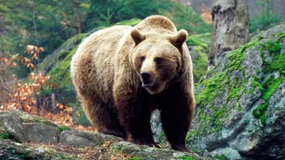 Медведи — Википедия