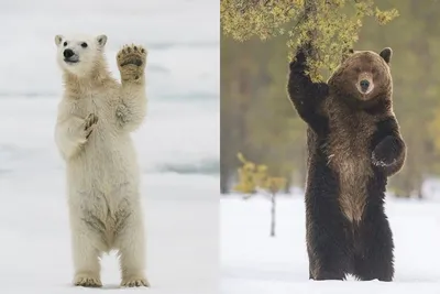 Рот Бурого Медведя Зевая — стоковые фотографии и другие картинки Бурый  медведь - Бурый медведь, Медведь, Юмор - iStock