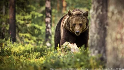 Захлопнул дверь перед зверем: еще одного медведя заметили в вахтовом  поселке в Якутии - KP.RU