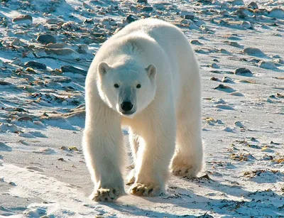 Логотип Медведя Изолированный Медведь На Белом Фоне — стоковая векторная  графика и другие изображения на тему Абстрактный - iStock