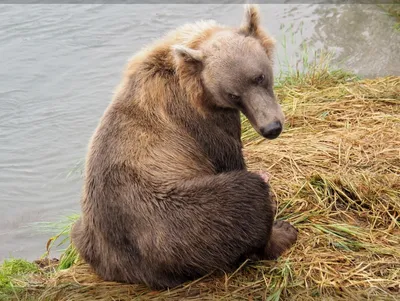 силуэт белого медведя PNG , медведь черный или белый, животные, Арктический  PNG картинки и пнг рисунок для бесплатной загрузки
