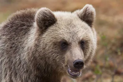 Штеффен Граупнер: \"Белые медведи нуждаются в нашей защите!..\" (ФОТО) -  KamchatkaMedia.ru