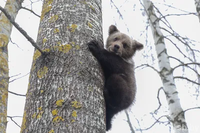 WWF рассказал, как себя чувствует вышедший к селу на Чукотке медвежонок -  РИА Новости, 06.10.2021