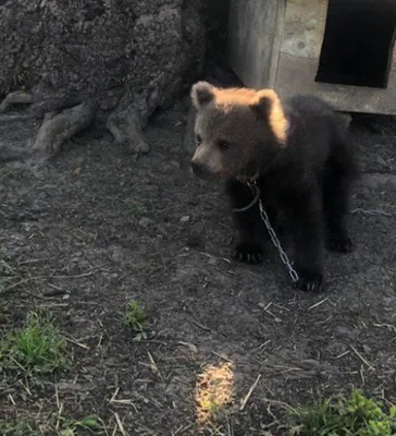 Появилось новое видео спасённого в Прикамье от голодной смерти медвежонка |  ОБЩЕСТВО | АиФ Пермь