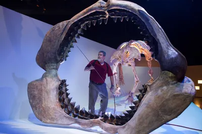 Ученые выяснили необычный факт о древней акуле-мегалодоне | 360°