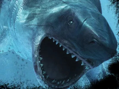 Ученым удалось установить внешность древней акулы мегалодона (ФОТО): читать  на Golos.ua