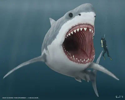 Мегалодон. Вся Правда о самой большой акуле в истории - YouTube
