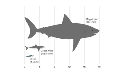 Мегалодон – Carcharodon megalodon – Рыбы – Динозавры