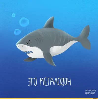 Мегалодоны: какими на самом деле были доисторические акулы - BBC News  Україна