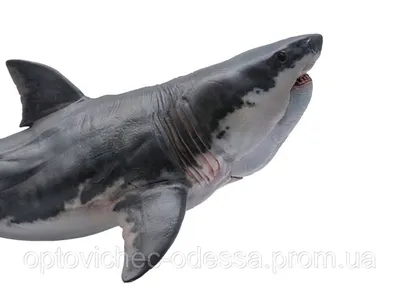 Совсем не похож на белую акулу: как на самом деле выглядел мегалодон - МЕТА