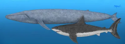 Размер тела мегалодона сравнили с современными акулами