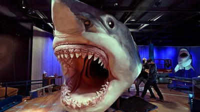 Древняя акула мегалодон оказалась теплокровной: Наука: Наука и техника:  Lenta.ru