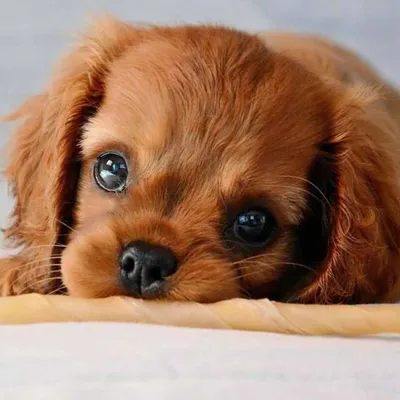 Фотографии милых собак с мягкими щечками #Собаки #Милые #Фотография #Щеки  #Радость #Эмоции #Фотоподборка Подробнее - ht… | Cute dogs, Funny animals,  Funny dogs