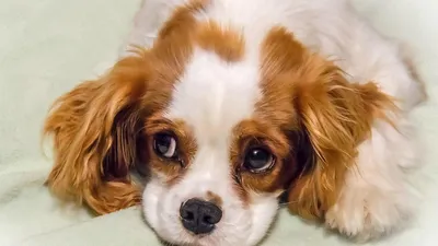 10 собак, которые всю жизнь выглядят милыми щенками | Какова Красота | Дзен