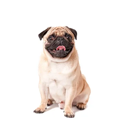 Мопс собака: фото, характер, описание породы