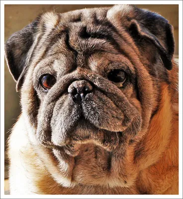 Мопс - описание породы собак: характер, особенности поведения, размер,  отзывы и фото - Питомцы Mail.ru