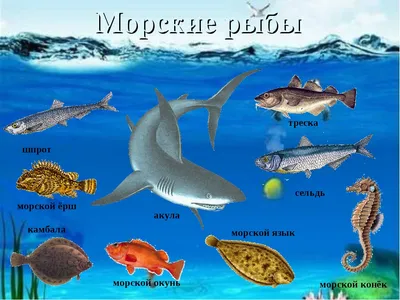 Морские рыбы с названиями и описанием: список с фото