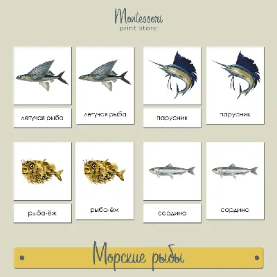 Морские рыбы - трехчастные карточки Монтессори купить и скачать