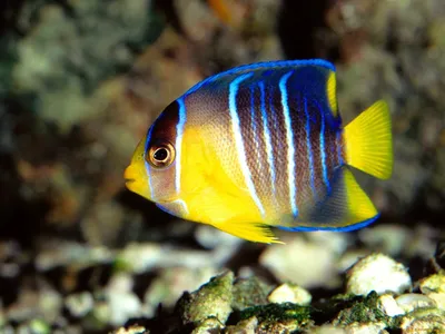 5 неприхотливых рыбок для морского аквариума | ТОТО | Дзен