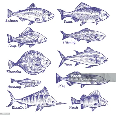 Морские рыбы : Каталог для покупателя - ИМ Арована, ☎ 066 000 0 769