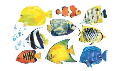 Группа Разноцветных Морских Рыбок С Серым Тоном — стоковые фотографии и  другие картинки Азия - Азия, Белый, Большой - iStock