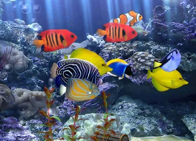 Какие есть полезные аквариумные рыбки? Где купить морских рыбок для  аквариума? | Бийск