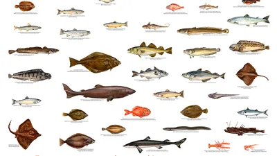 Морские рыбки рисунок - 58 фото