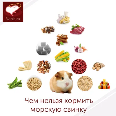 🥇179 р. – Корм Snax Daily для морских свинок, 400 г купить в Калининграде  с доставкой 🐈 Интернет-зоомагазин «КАТИКО»