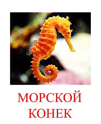 Морские животные рисунки - 69 фото