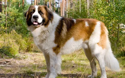 Московская сторожевая собака — описание породы - Рамблер/женский