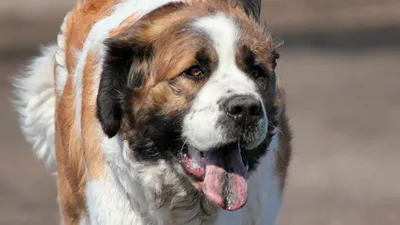 Московская сторожевая - Породы собак не являются научно определяемой  биологической классификацией, являясь группами собак, определяемыми клубами  любителей по интересам, которые называются клубами любителей собак или  какой-то отдельной породы собак ...