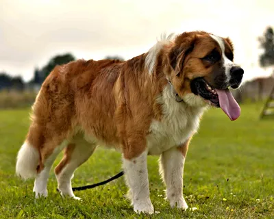 Московская сторожевая собака 🐶 — характер собаки и советы по уходу