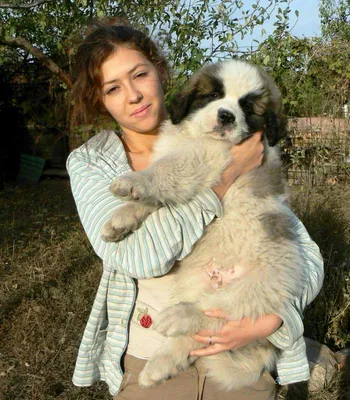 Порода собаки московская сторожевая - 78 фото