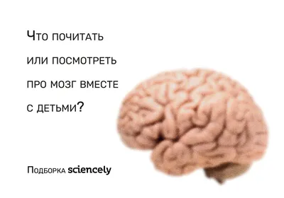 Дополнения мозга для детей иллюстрация штока. иллюстрации насчитывающей  зрачок - 115727287