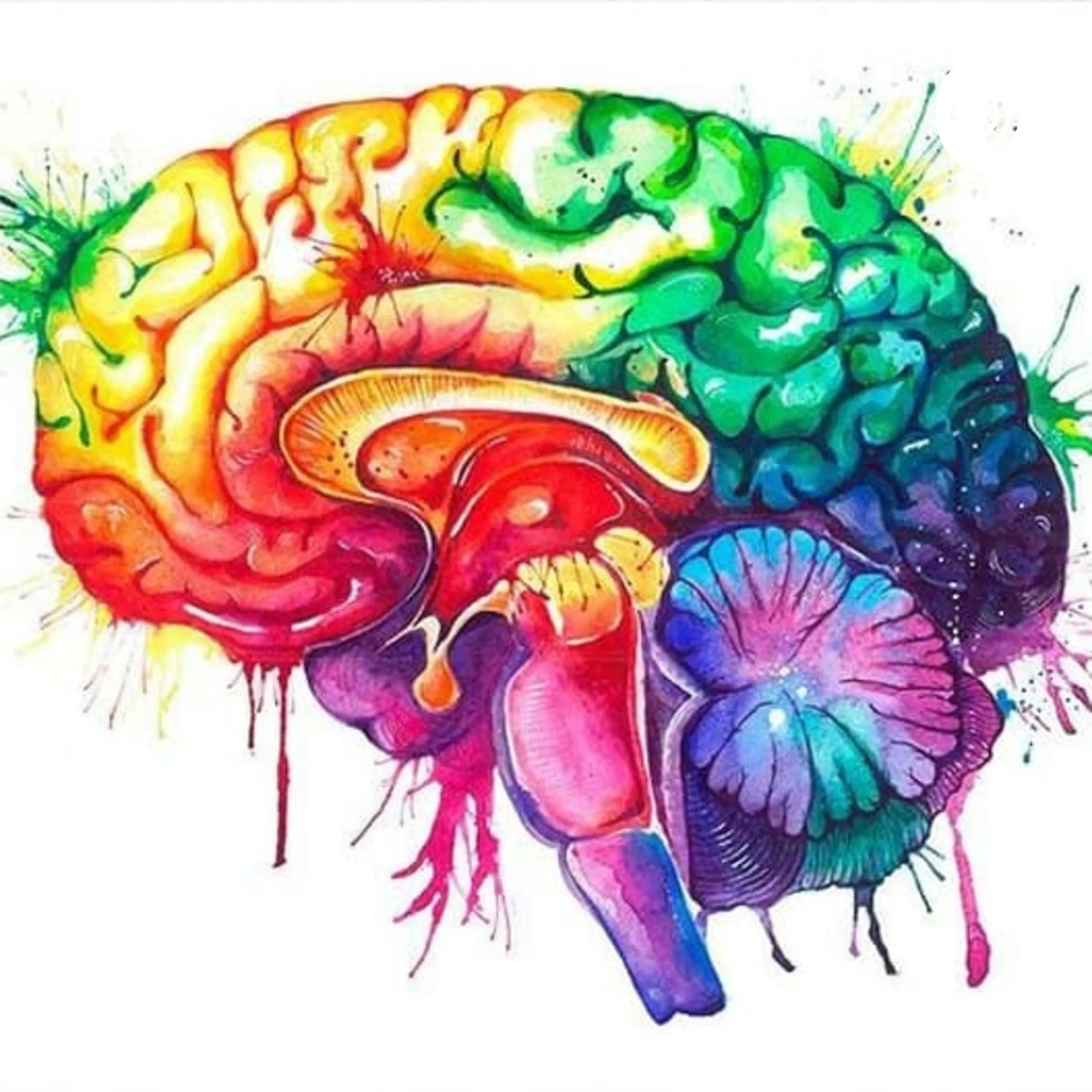 Colored brains. Разноцветный мозг. Мозг рисунок. Мозг нарисованный. Мозг картинка.