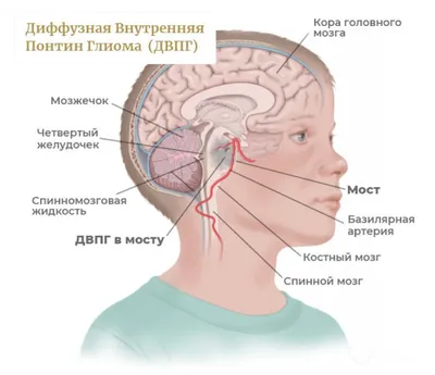 Цифровой след в детских мозгах: новые открытия ученых