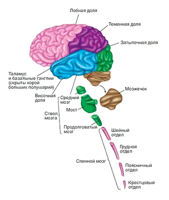 Нейрогимнастика для детей: упражнения для мозга. Блог Лого-Эксперт