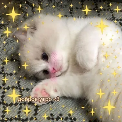Мультяшный пухлый котик доступен в продаже PNG , мультипликация,  прекрасный, Милый питомец PNG картинки и пнг PSD рисунок для бесплатной  загрузки