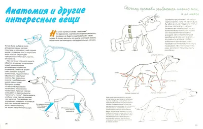 Мультяшная собака с длинными ушами - 70 фото