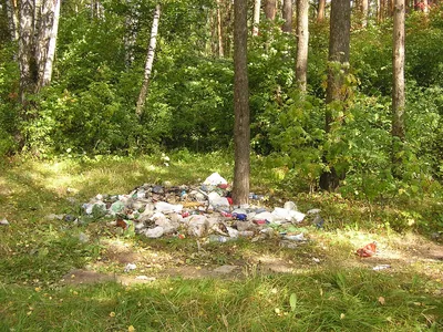 Чем опасен мусор в лесу? | Министерство природных ресурсов и экологии  Чувашской Республики