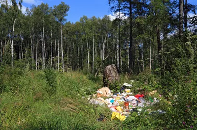 Чем опасен мусор в лесу? – Внутригородское муниципальное образование  Светлановское