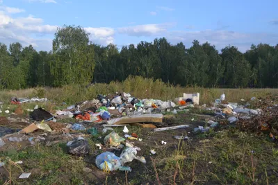 Кто ответит за мусор в лесу - Парламентская газета