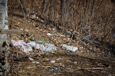 Бросивших мусор в лесу нашли по чекам и открыткам / Статья