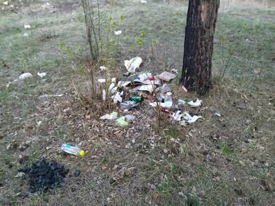 мусор в лесу в румынии стоковое изображение. изображение насчитывающей пуща  - 218826055