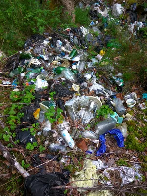 Свалки мусора в лесах Алтая – Это Сибирь!