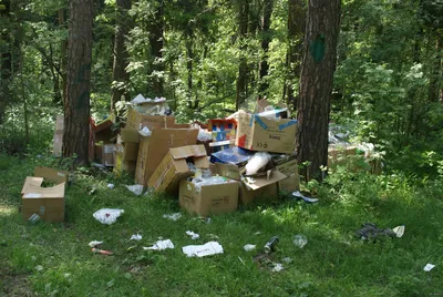 Чем опасен мусор в лесу? | Администрация Кильмезского района Кировской  области